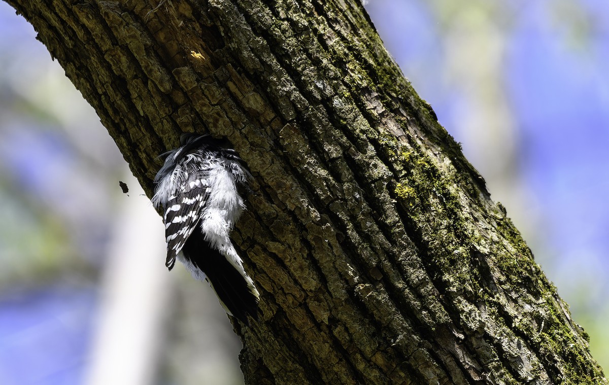 Downy Woodpecker - ML619020659