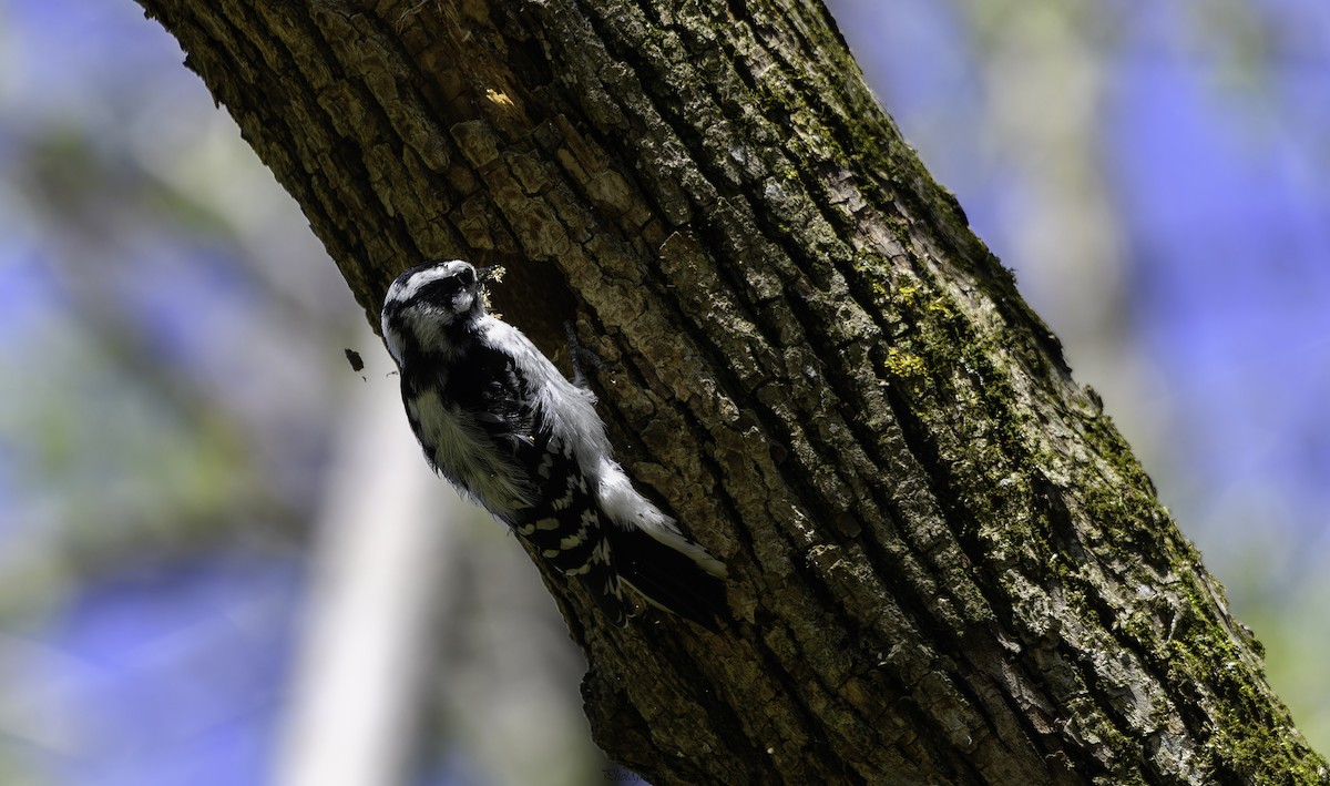 Downy Woodpecker - ML619020660