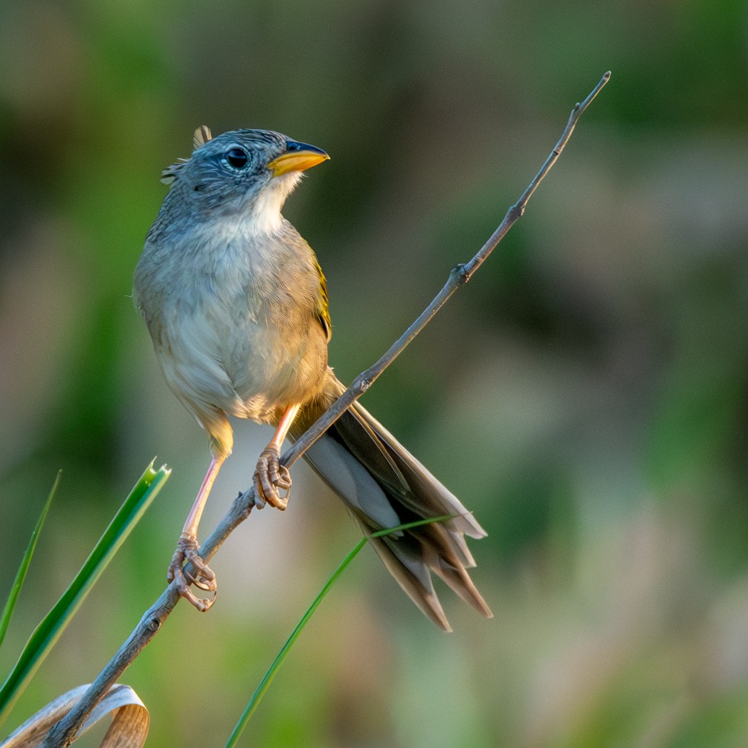 Wedge-tailed Grass-Finch - Caio Osoegawa
