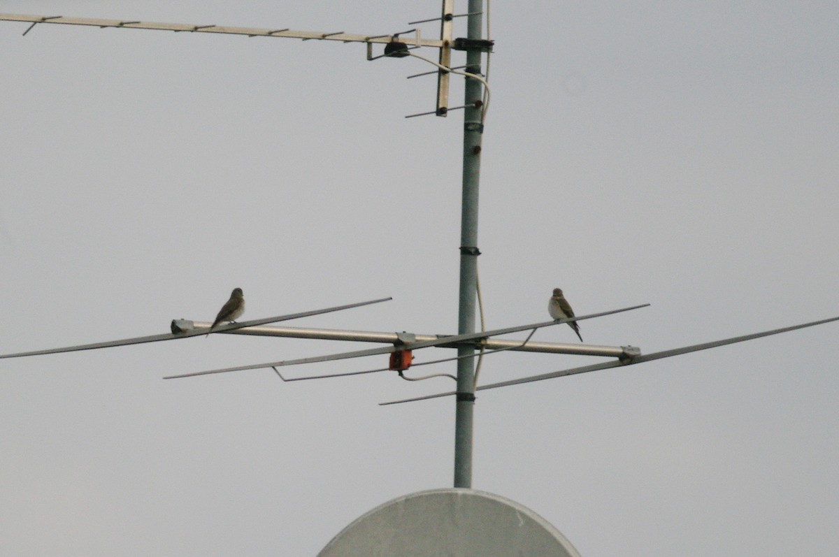 European Serin - Max Chiari