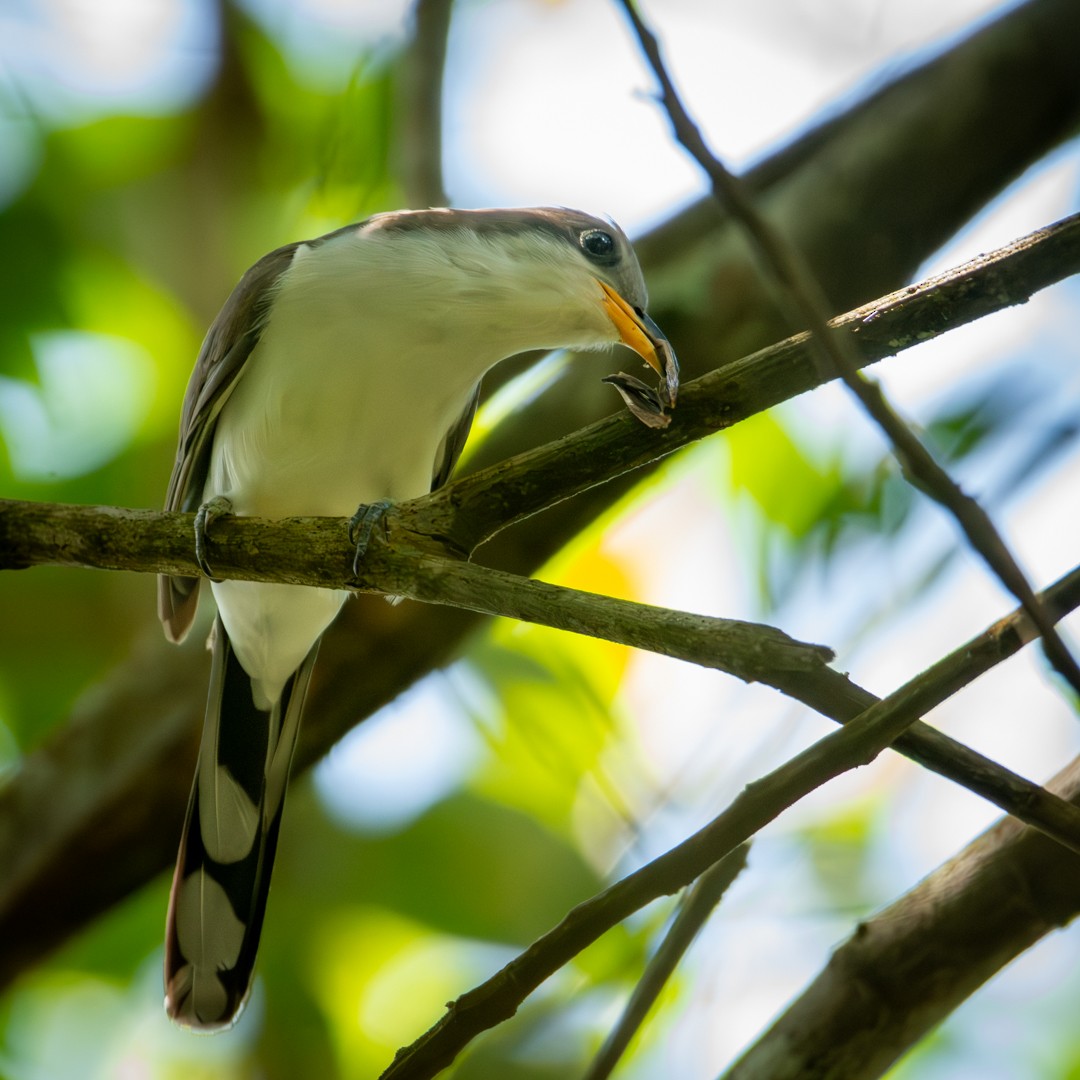 Pearly-breasted Cuckoo - Caio Osoegawa