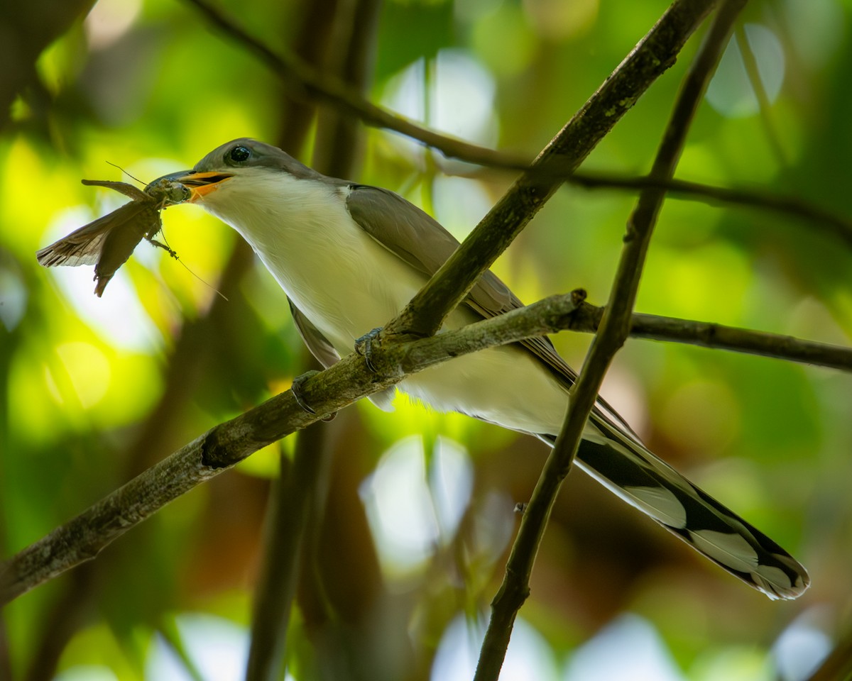 Pearly-breasted Cuckoo - Caio Osoegawa