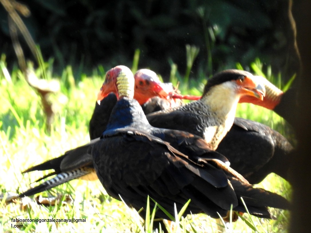 Turkey Vulture - ML619020682