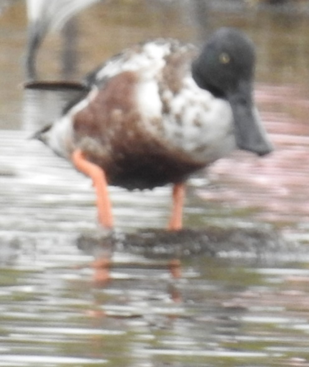 Northern Shoveler - Jeffrey C and Teresa B Freedman