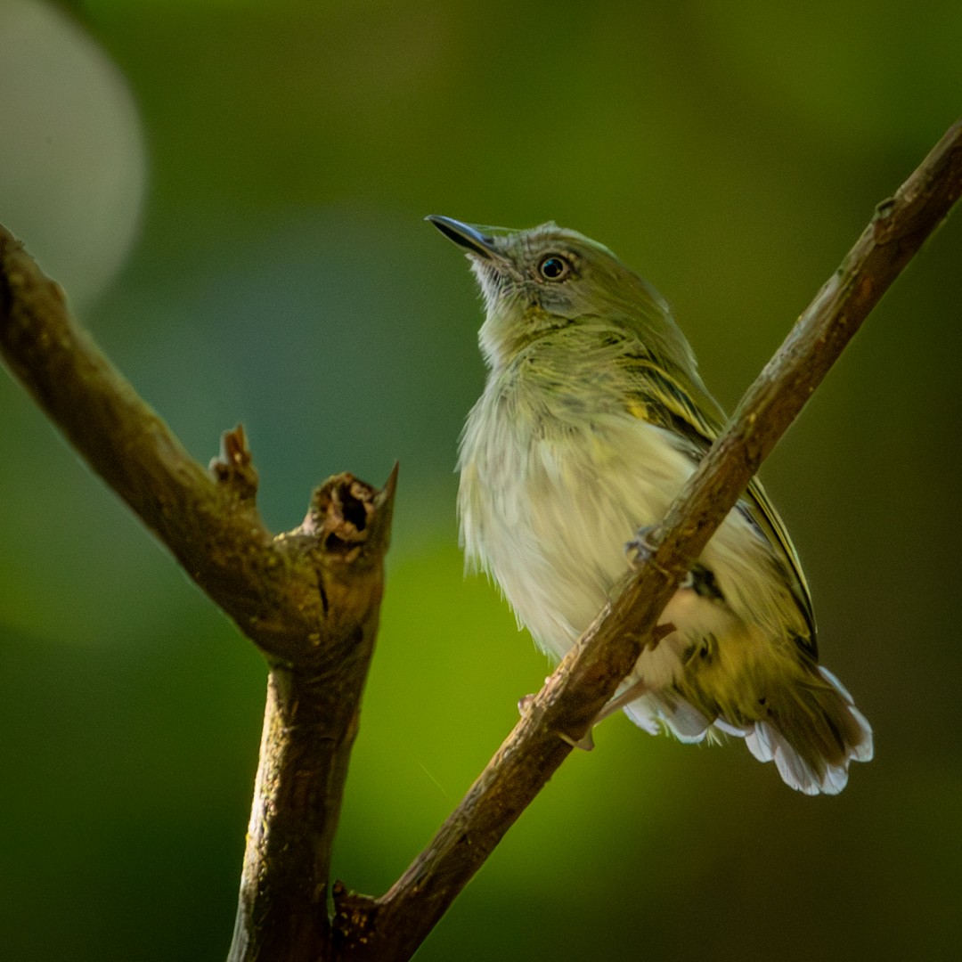 White-bellied Tody-Tyrant - Caio Osoegawa