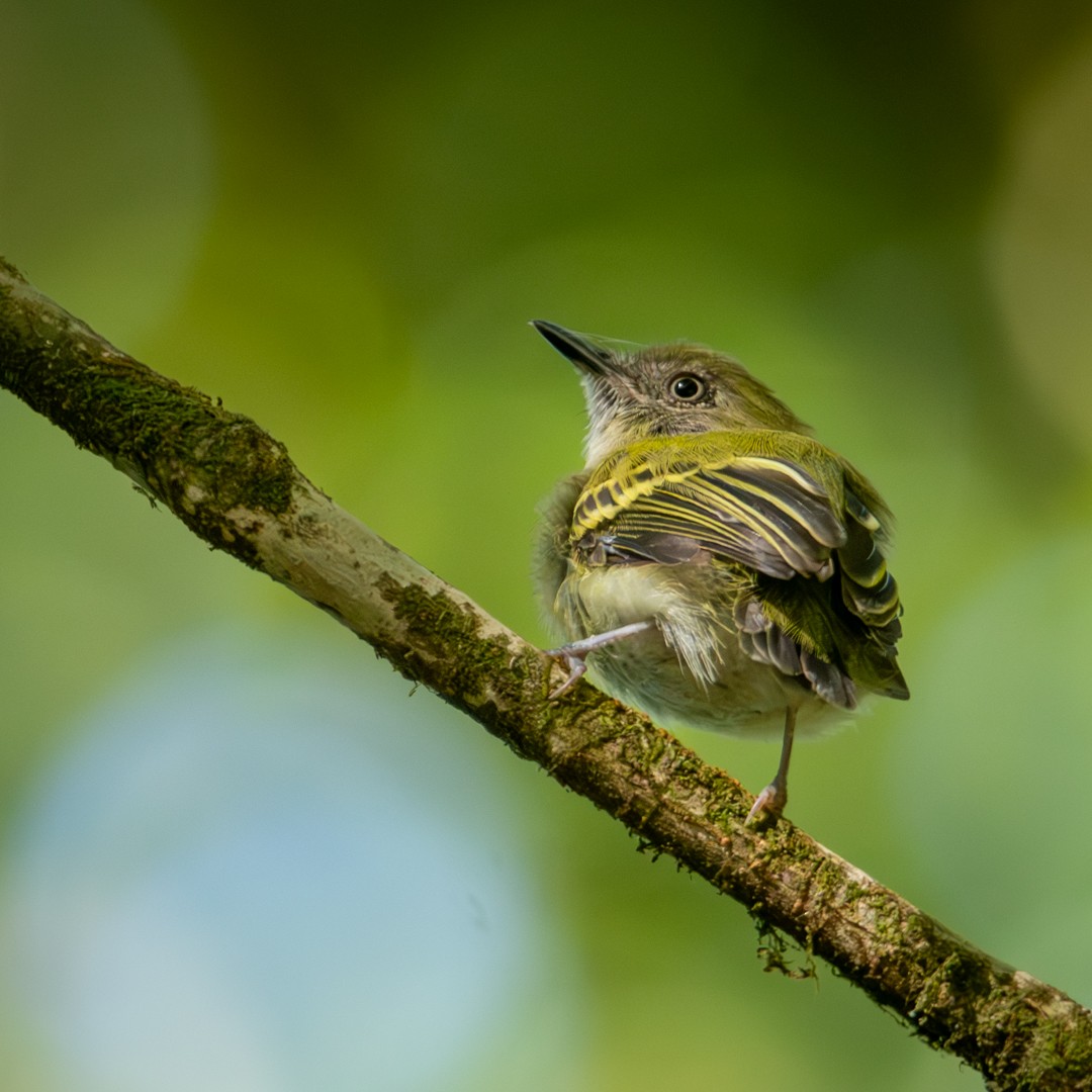 White-bellied Tody-Tyrant - Caio Osoegawa