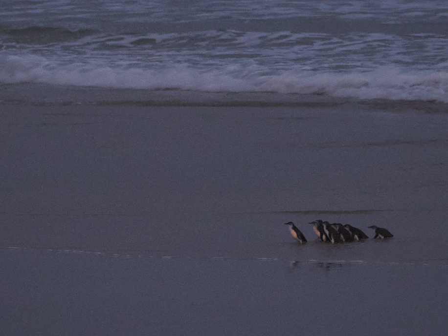 コビトペンギン - ML619020791