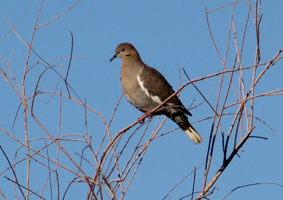 White-winged Dove - Tommy DeBardeleben