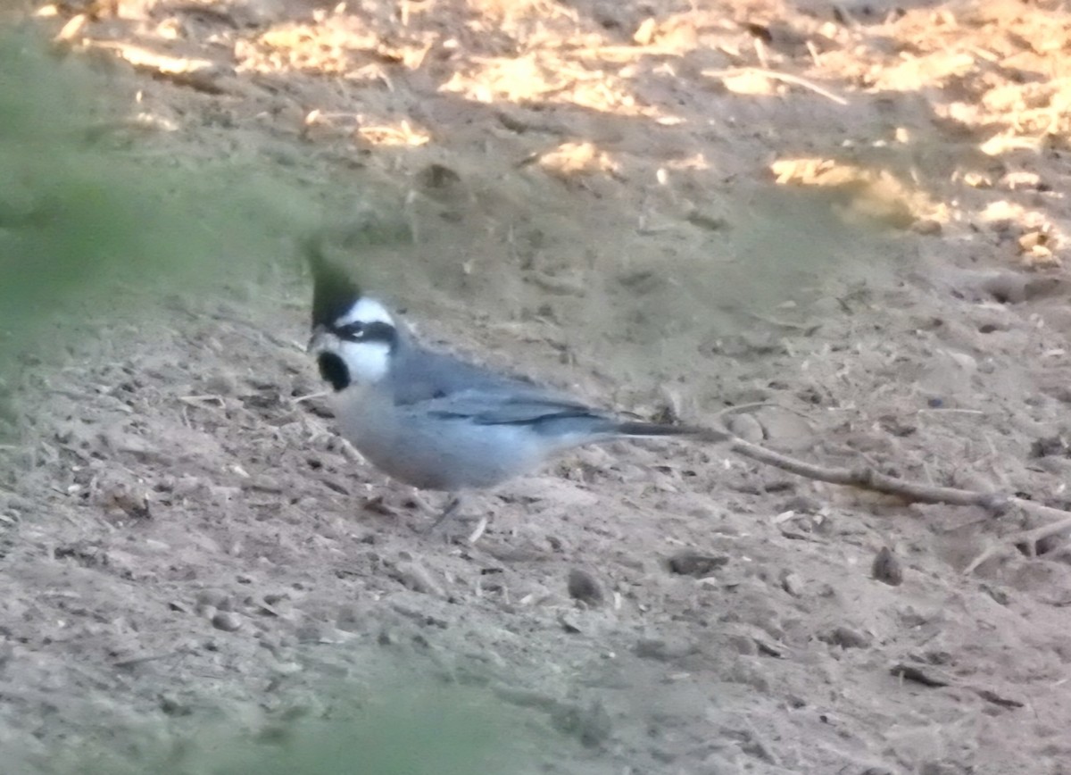 Black-crested Finch - ML619020826