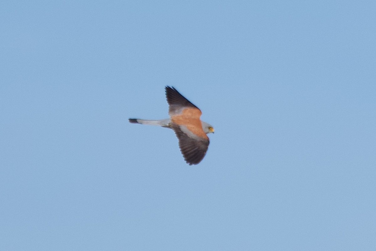 Lesser Kestrel - Carlos Nos