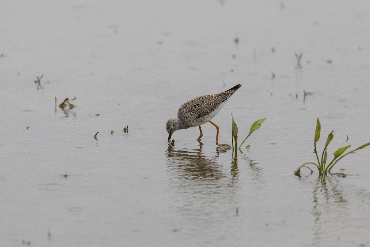 Lesser Yellowlegs - Jack Starret