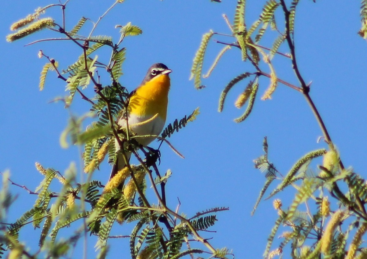 Yellow-breasted Chat - Tommy DeBardeleben