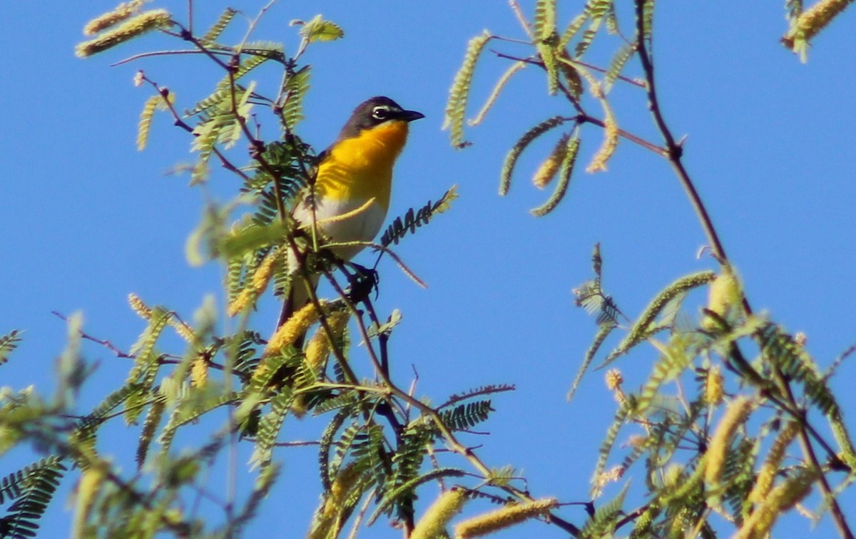 Yellow-breasted Chat - Tommy DeBardeleben