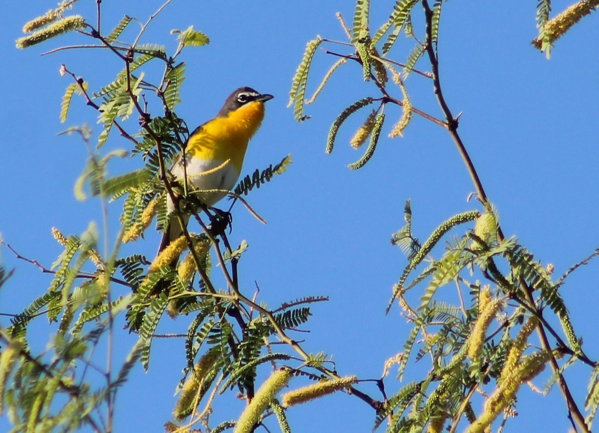 Yellow-breasted Chat - Tommy DeBardeleben