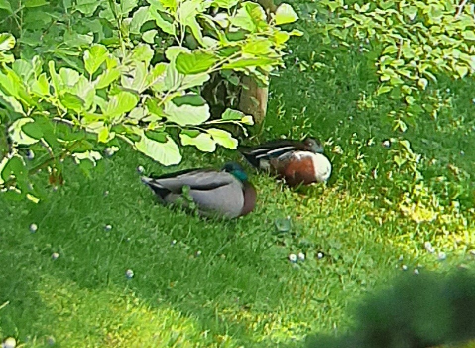 Northern Shoveler - Ángel Luis Neira