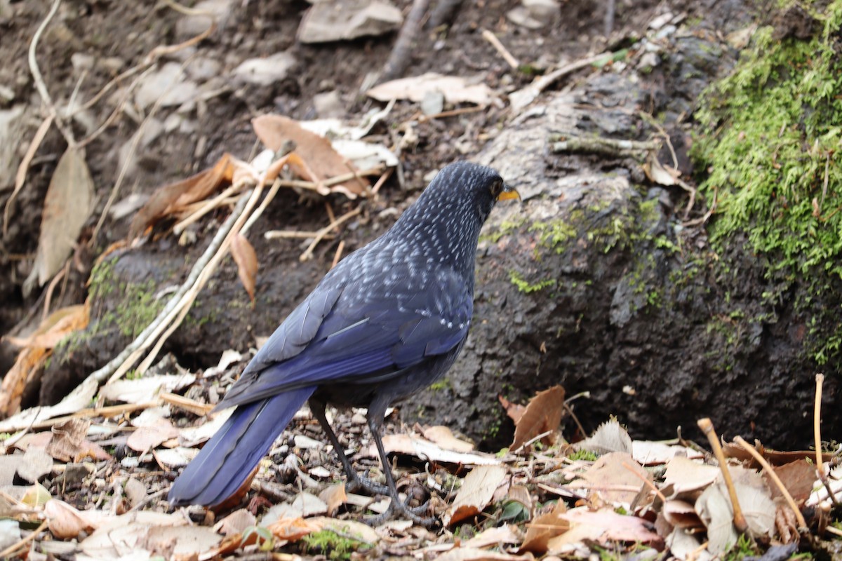 thrush sp. - ML619020908