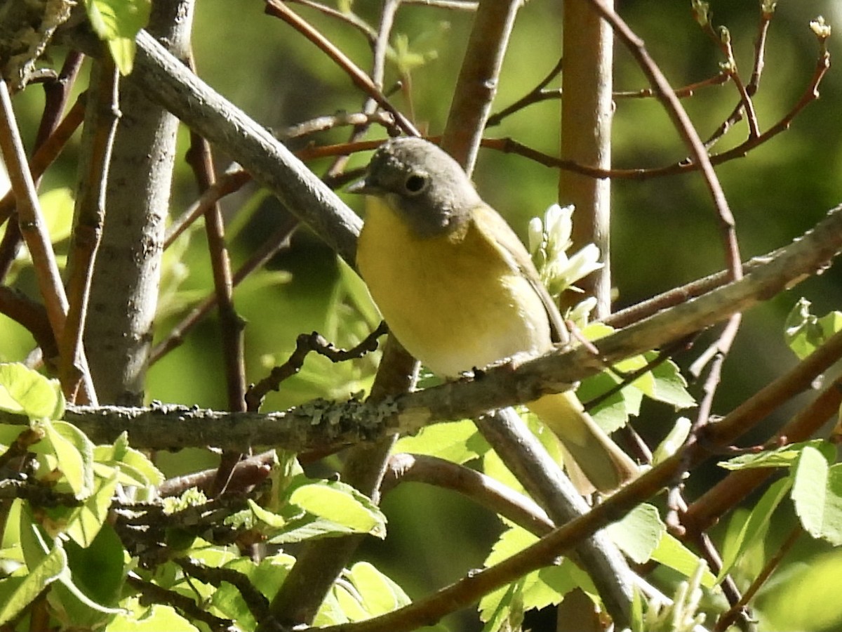 Nashville Warbler - Margaret Mackenzie