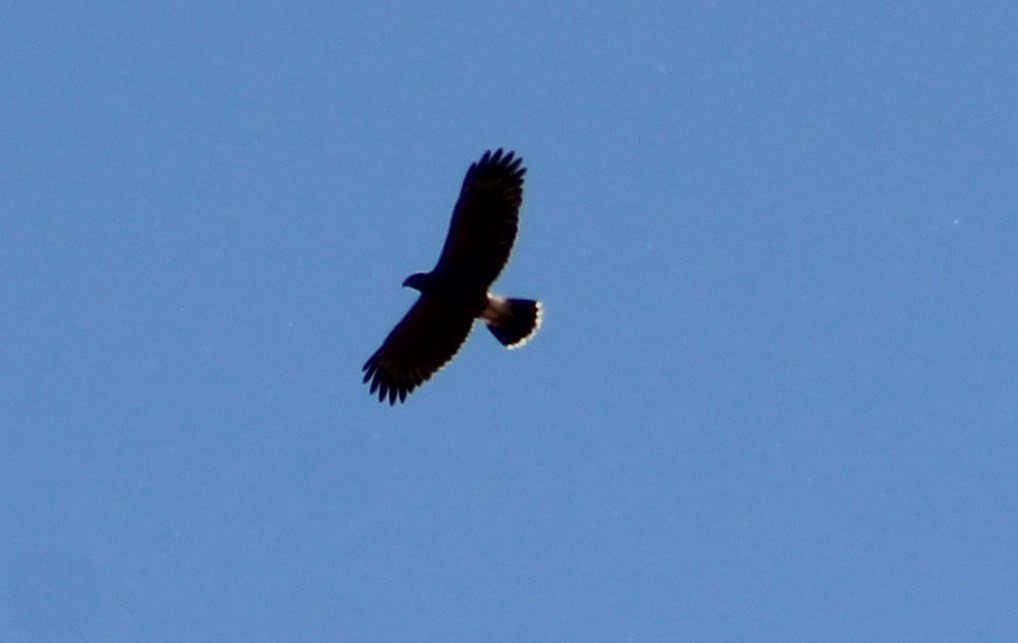 Harris's Hawk - Tommy DeBardeleben