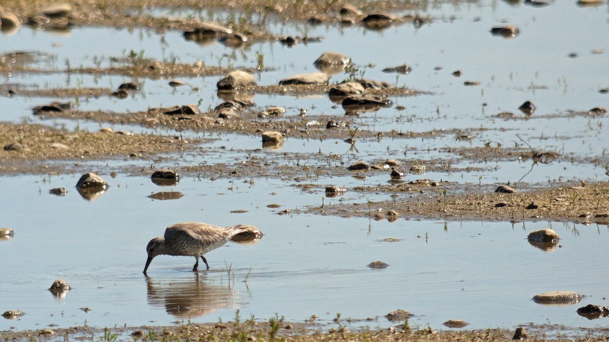 Red Knot - ML619020917