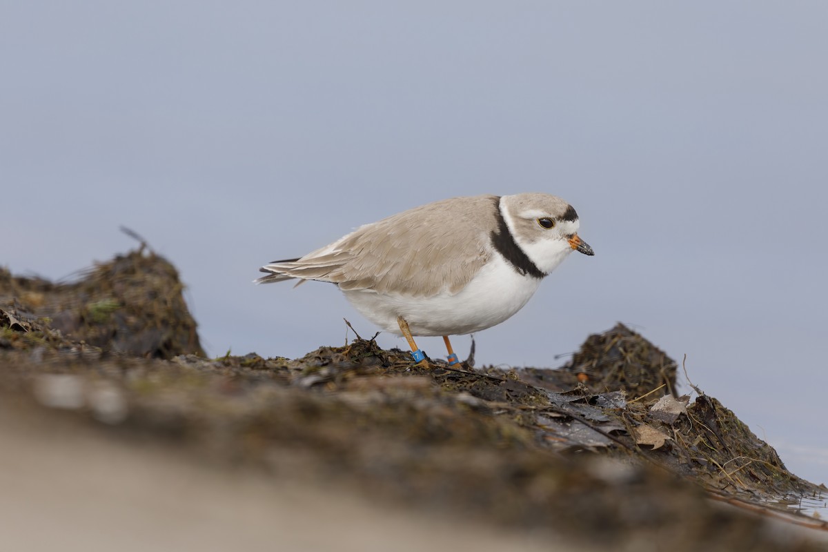 Piping Plover - Jack Starret