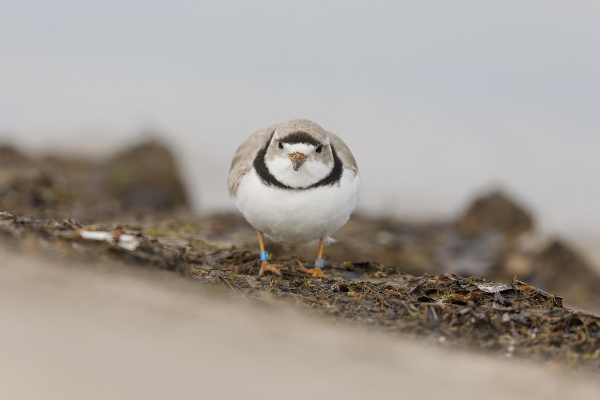 Piping Plover - Jack Starret