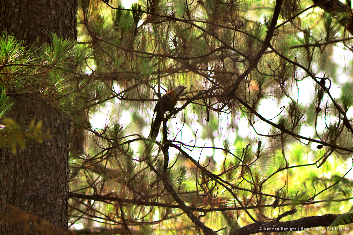 Scale-feathered Malkoha - Norman Marigza