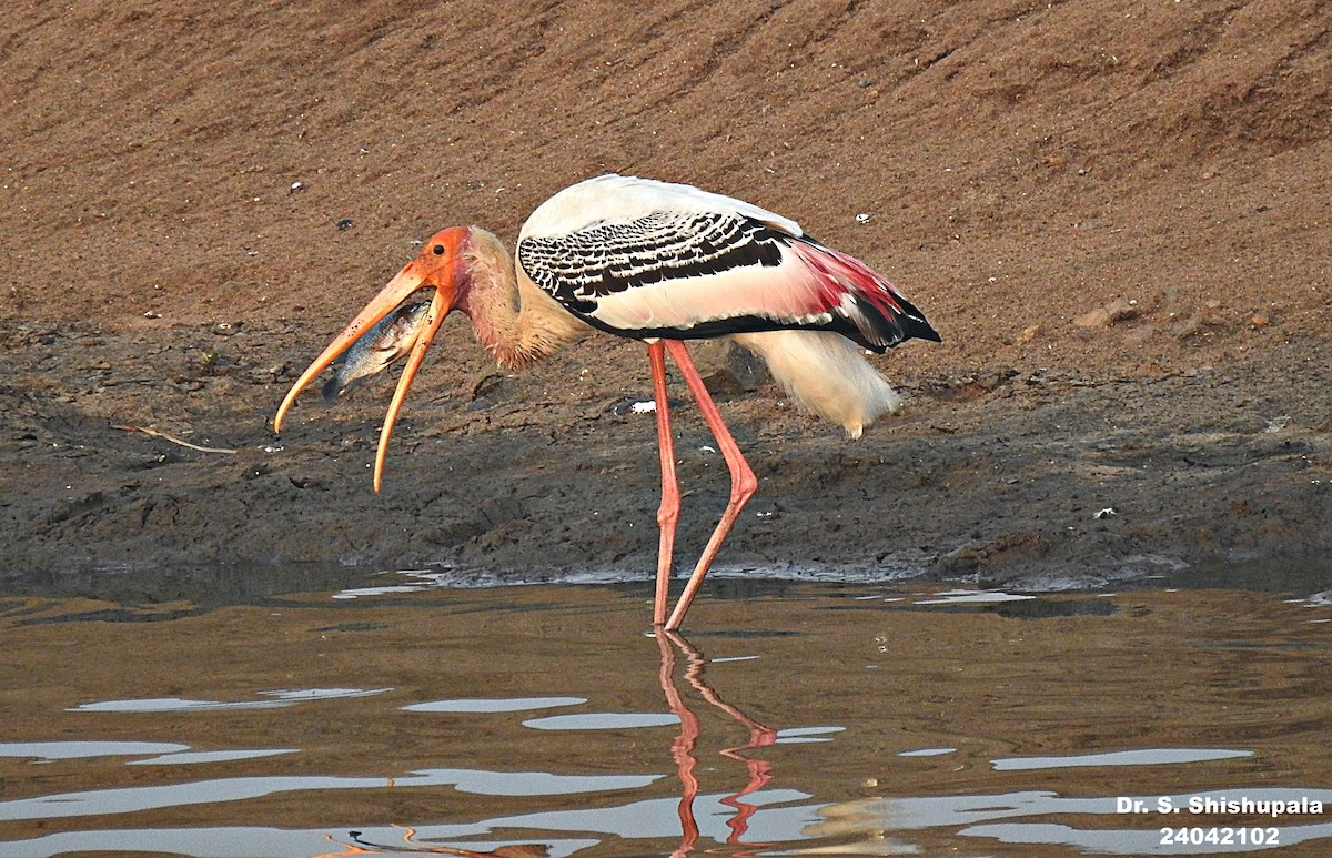 Painted Stork - Dr. Shishupala S