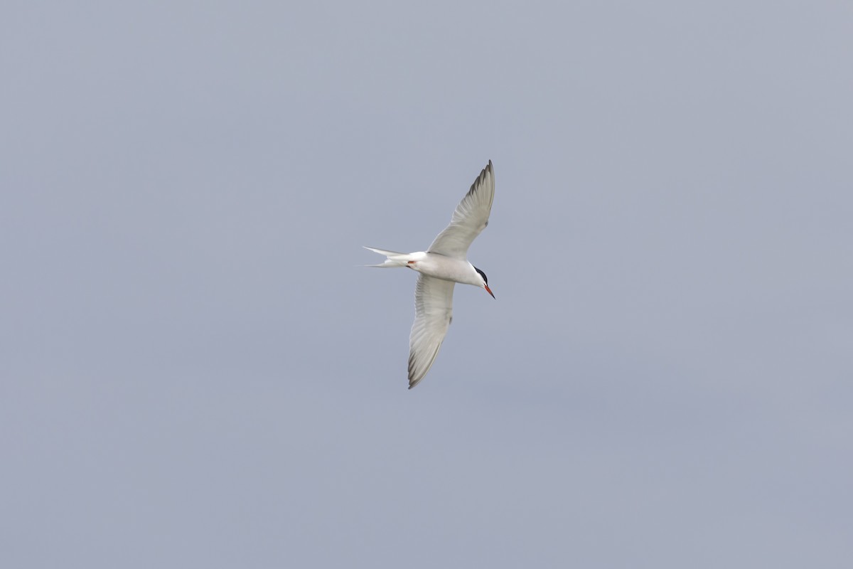 Common Tern - Jack Starret