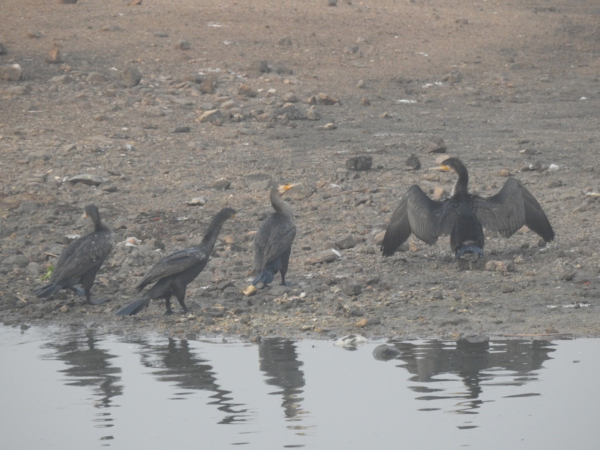 Great Cormorant - Dr. Shishupala S