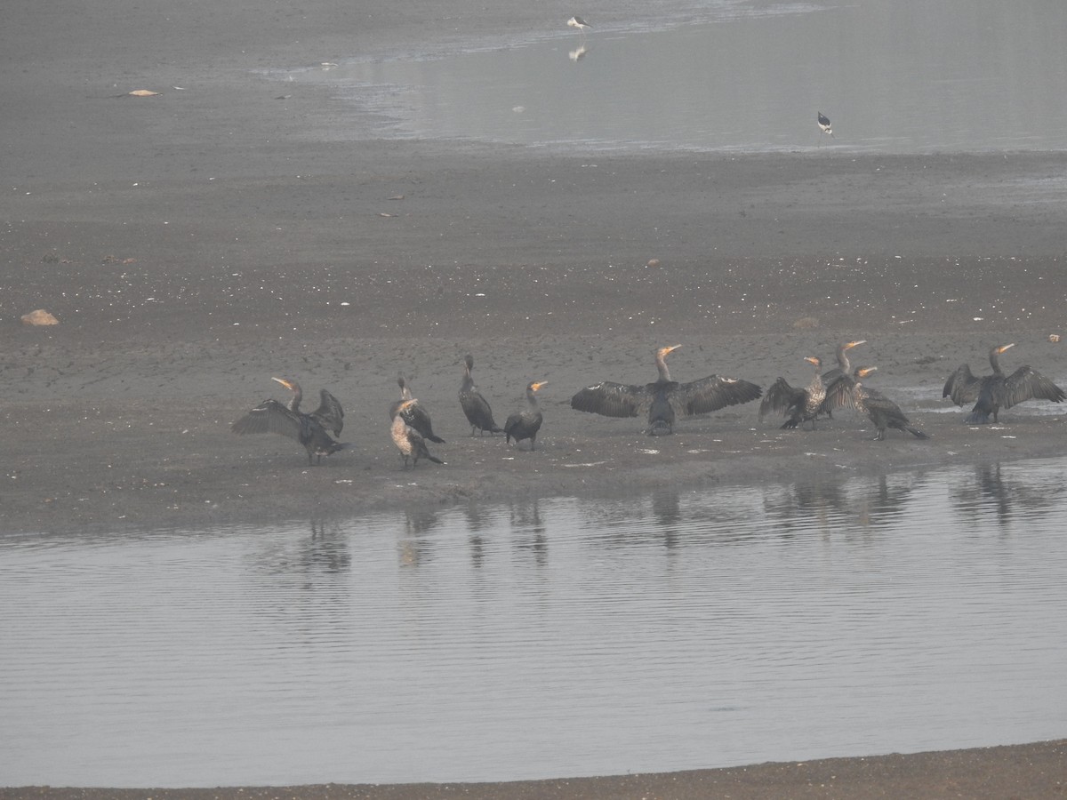 Great Cormorant - ML619020973