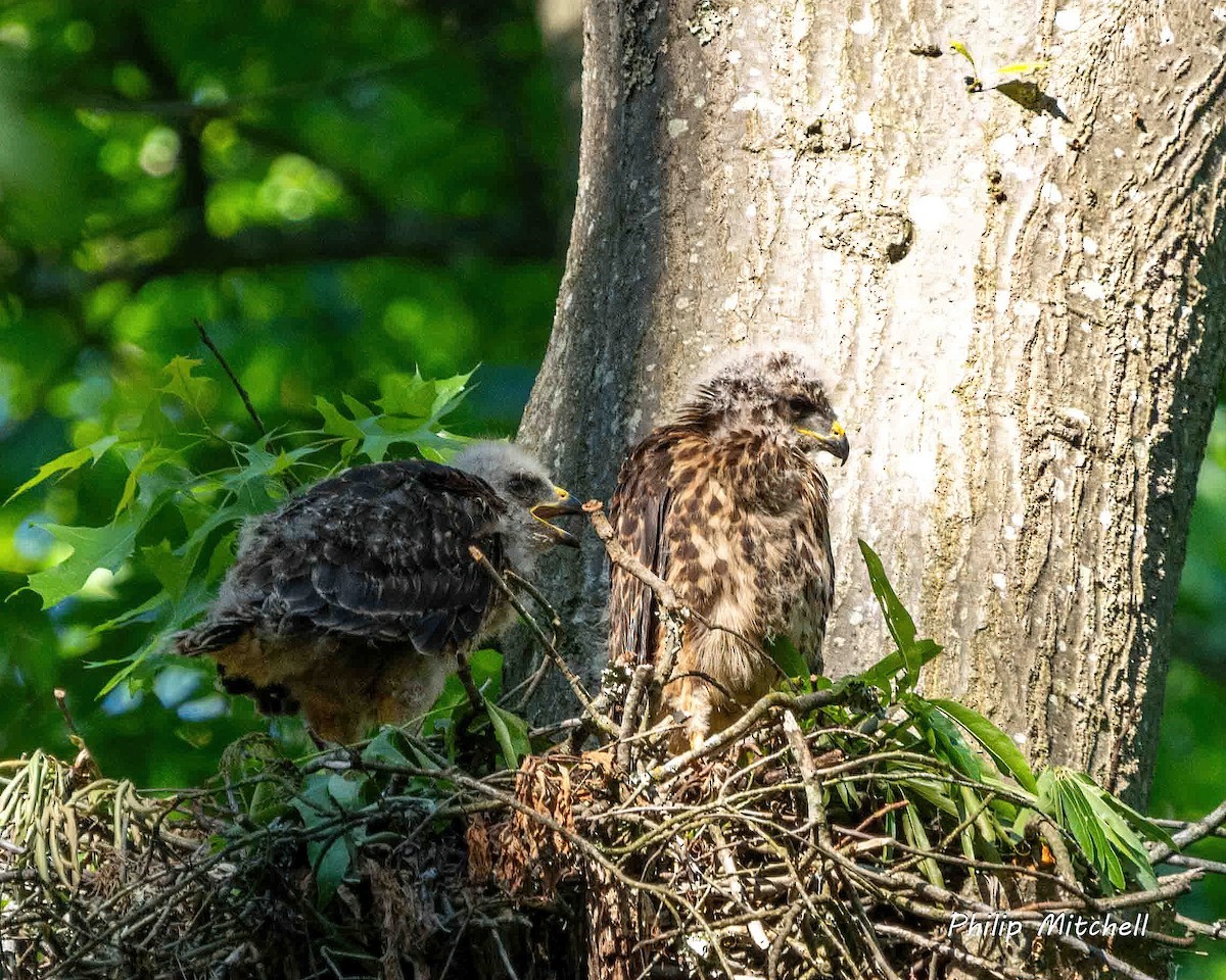 Red-shouldered Hawk - ML619020995