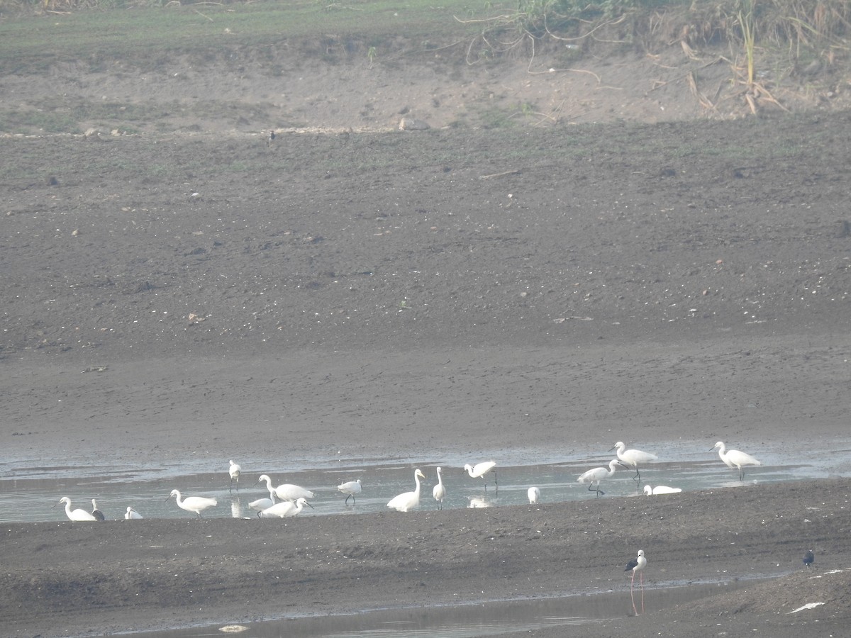 Little Egret - Dr. Shishupala S