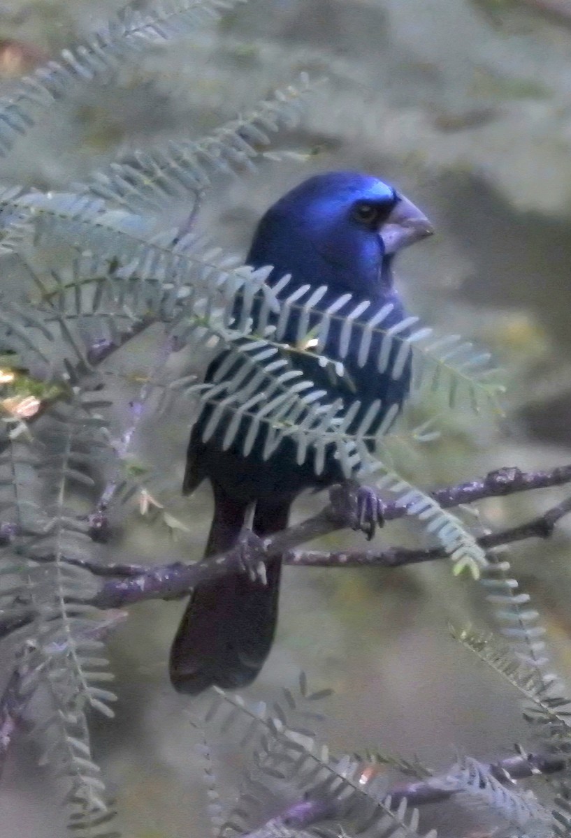 Ultramarine Grosbeak - ML619021002