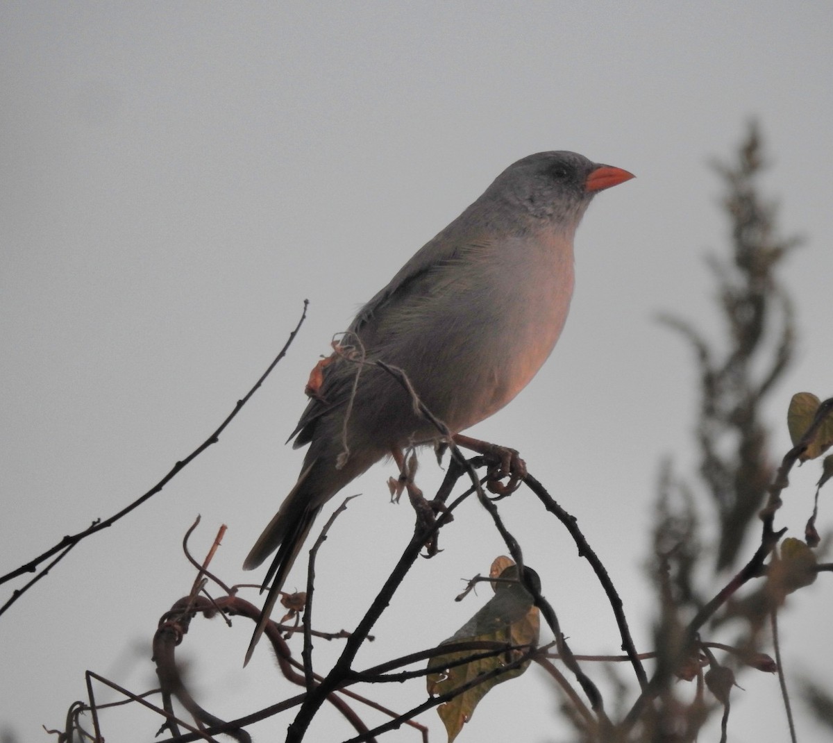 Great Pampa-Finch - ML619021009