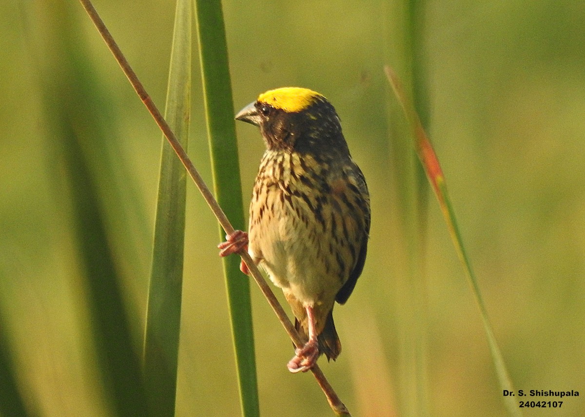 Streaked Weaver - Dr. Shishupala S