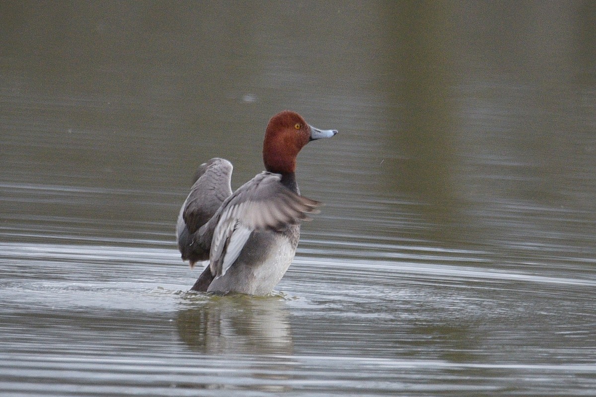 Redhead - Denver Halteman