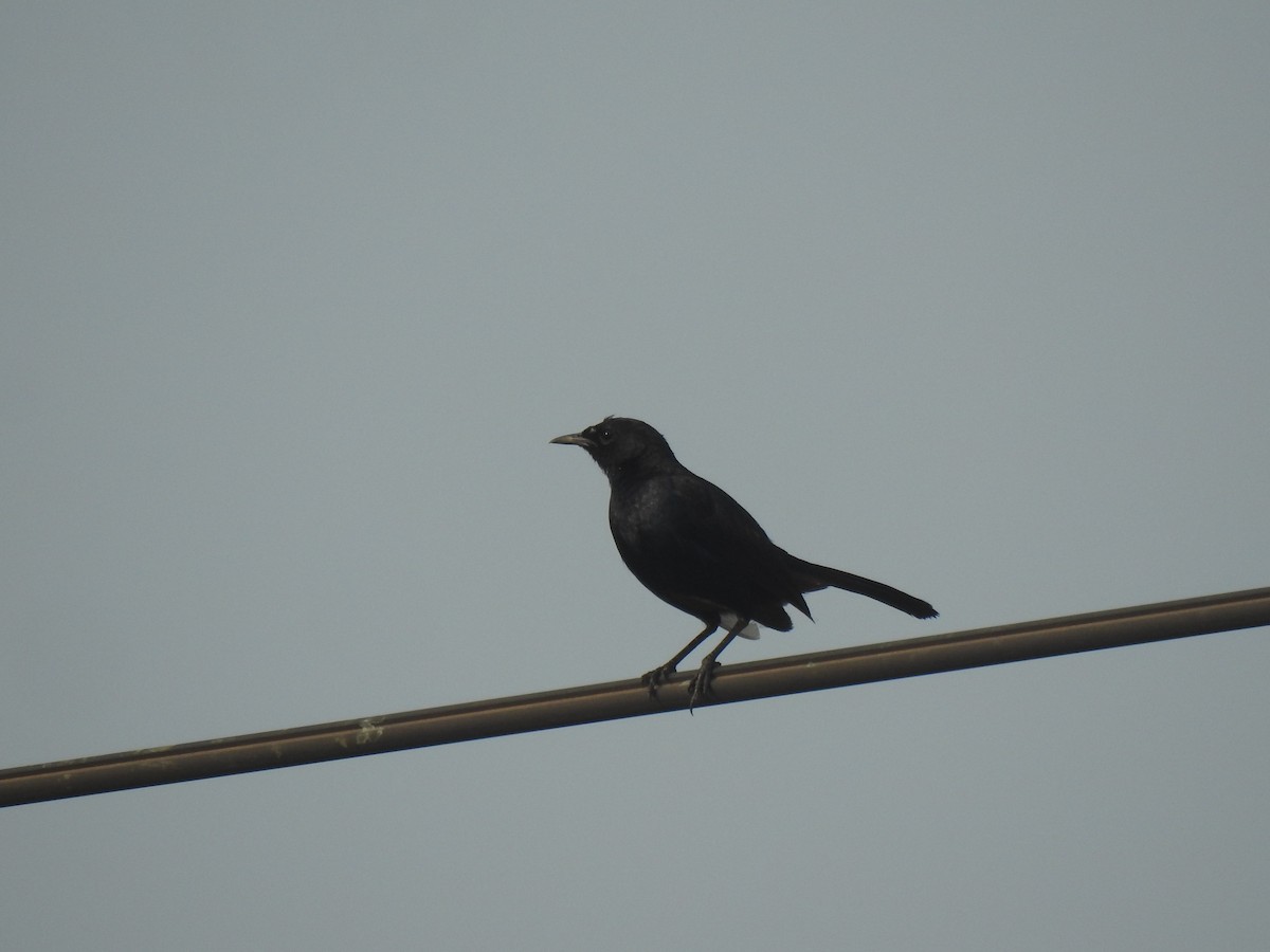 Indian Robin - Dr. Shishupala S