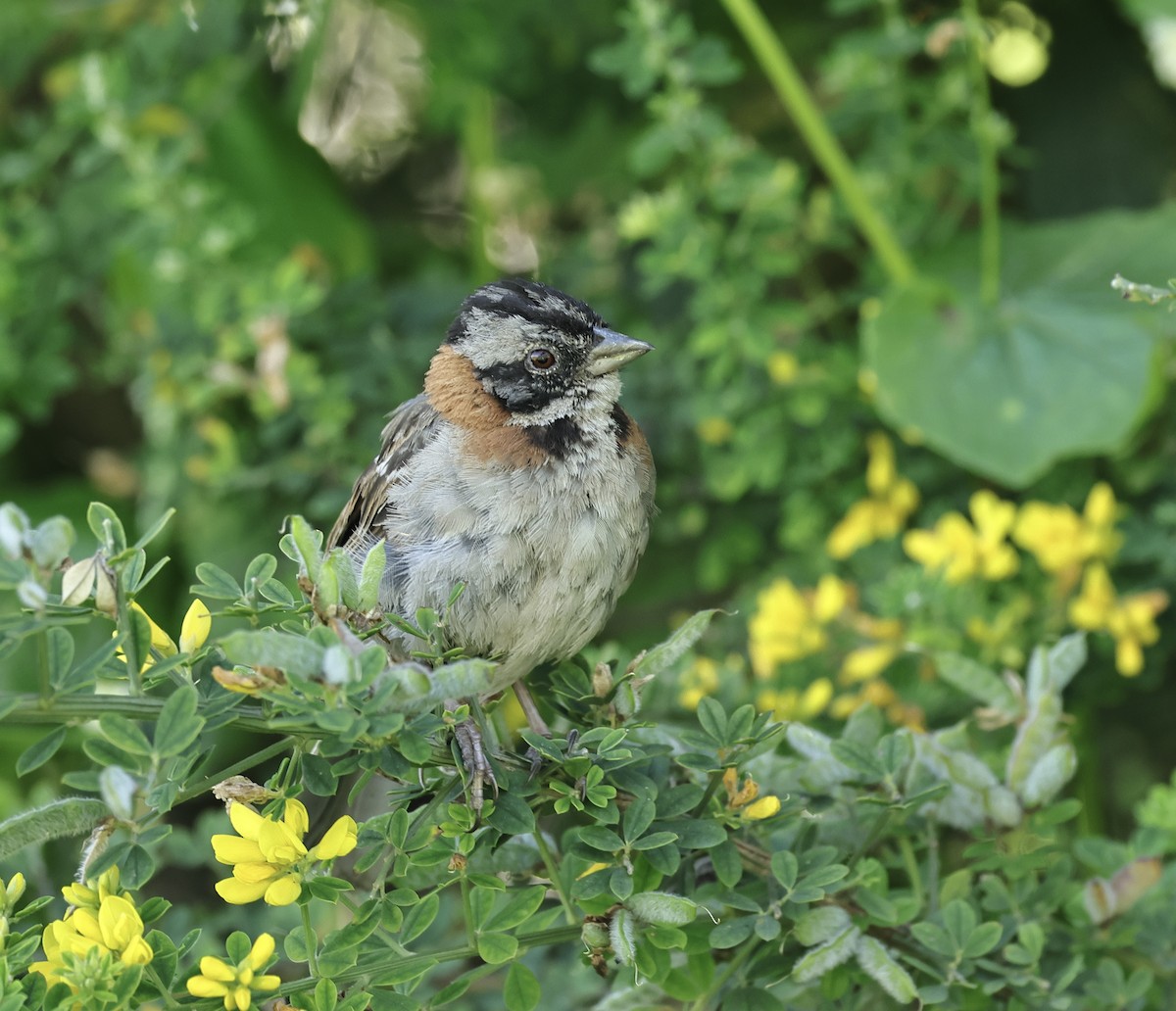 Rufous-collared Sparrow - Albert Linkowski
