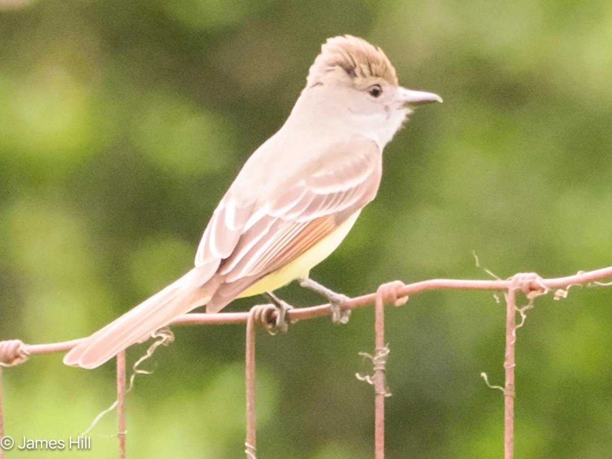 Great Crested Flycatcher - James Hill