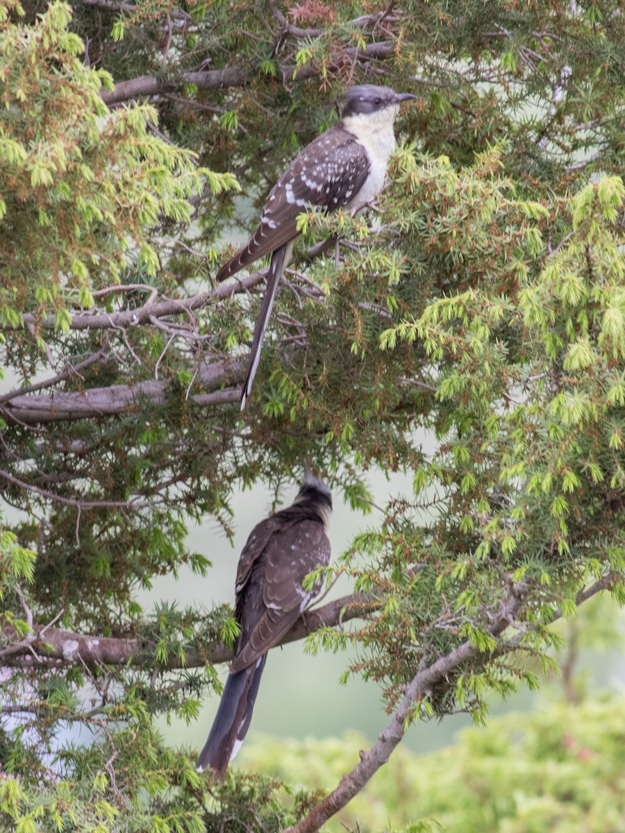 Great Spotted Cuckoo - ML619021077