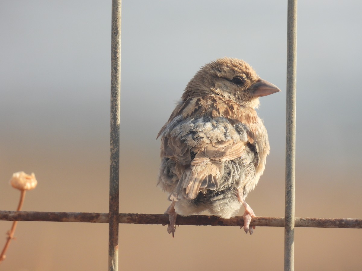 House Sparrow - ML619021180