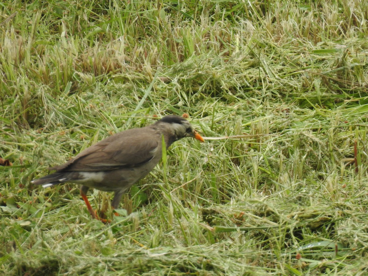 White-cheeked Starling - Andrew Kramer