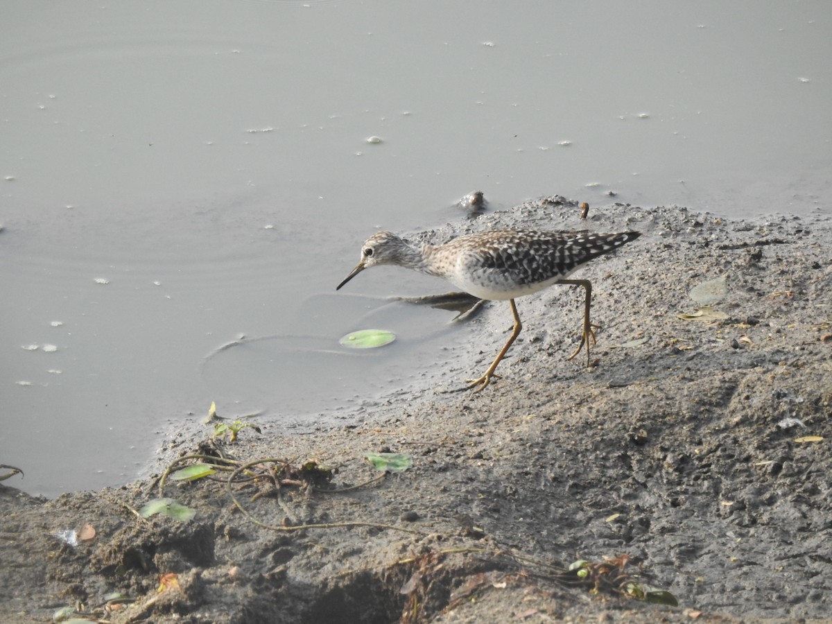 Bruchwasserläufer - ML619021210