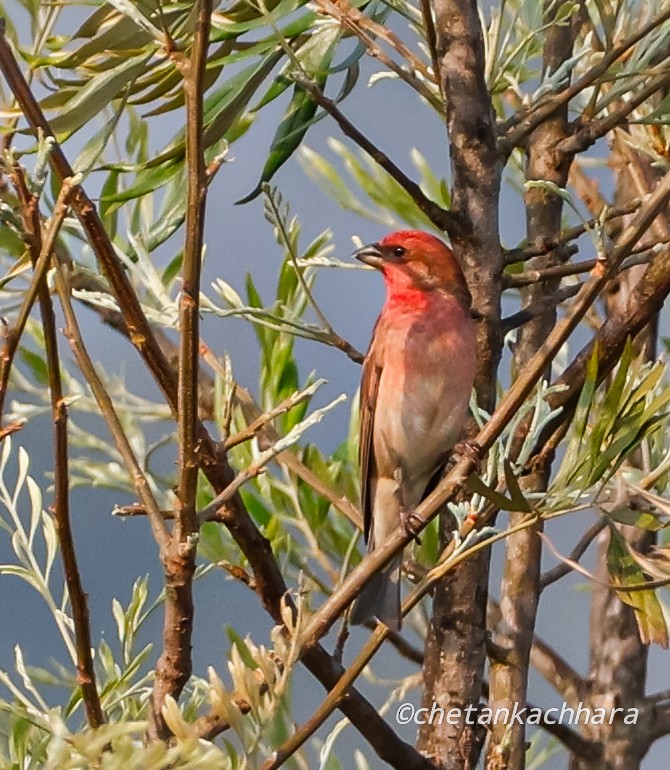 ורדית אירופית - ML619021215