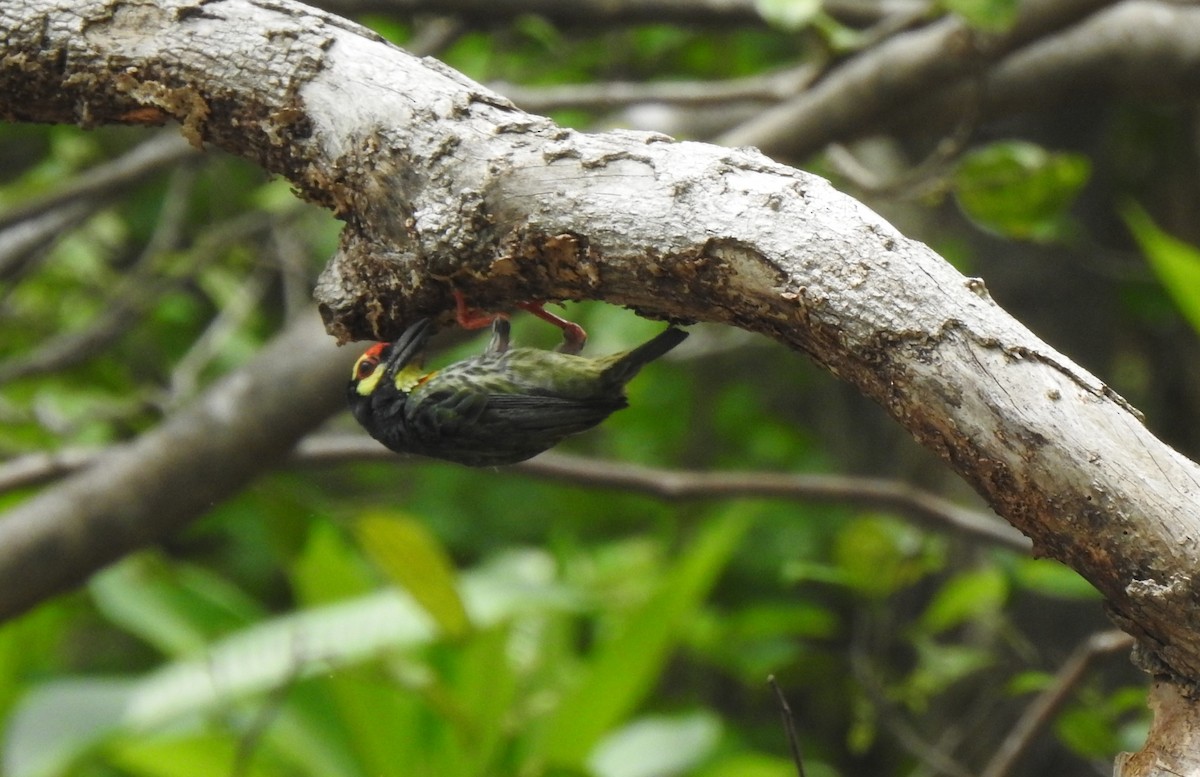 Coppersmith Barbet - tanapong surangkul2