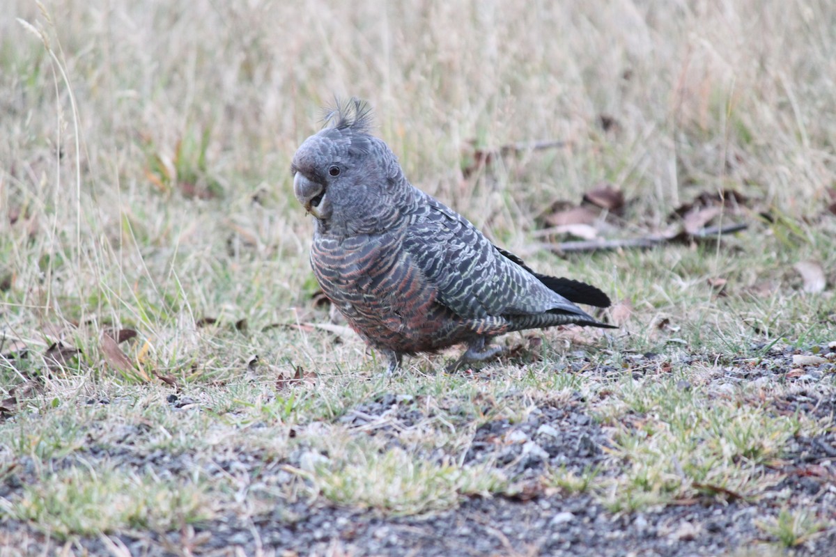 Gang-gang Cockatoo - Tor Boyton