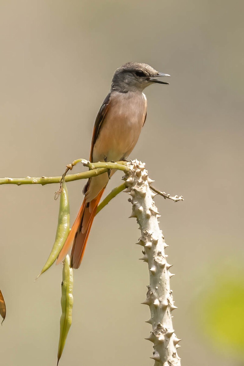 Rosy Minivet - Neeraja V