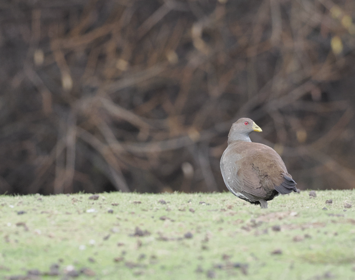 Tasmanian Nativehen - Edwin octosa