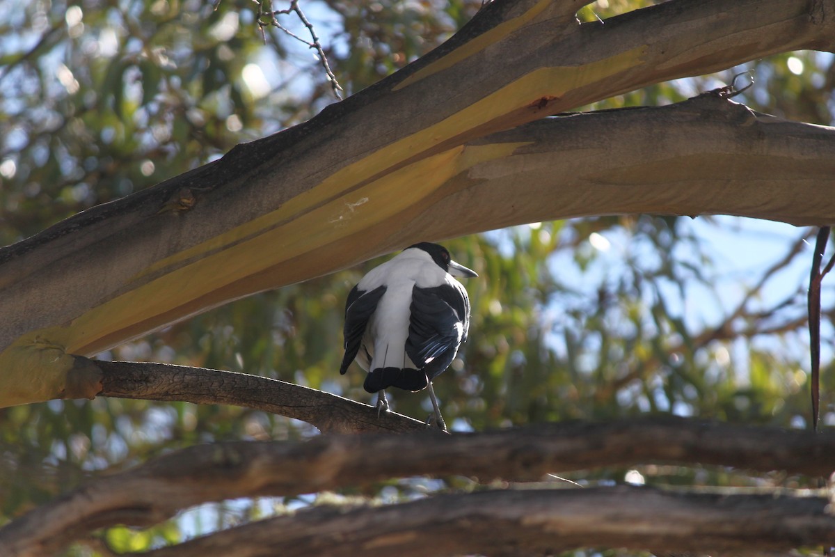 Australian Magpie (White-backed) - Tor Boyton