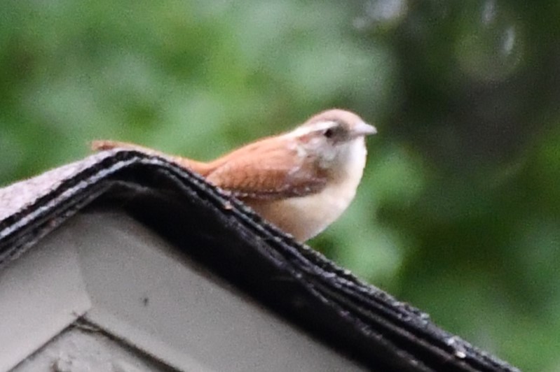 Carolina Wren - Carmen Ricer